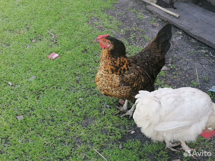 Продам кур