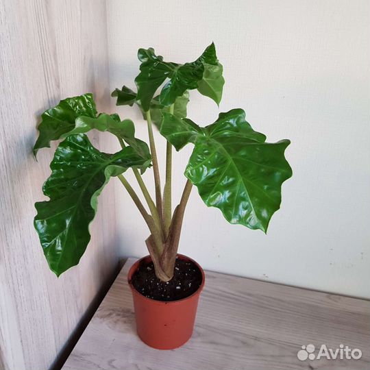 Комнатные цветы 38