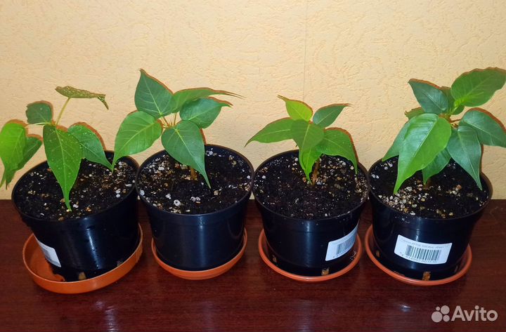 Фикус Священный эдем