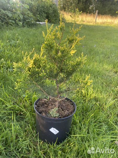 Туя западная Ауреоспиката или золотистокончиковая