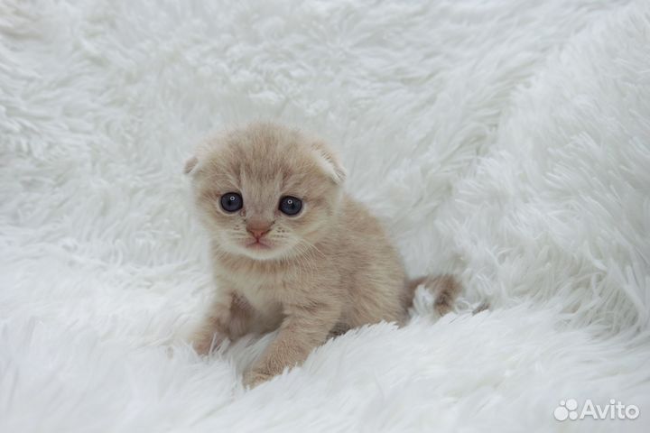 Шотландские Эксклюзивные Малыши