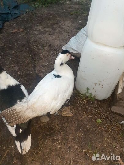 Утки индоутки,селезни