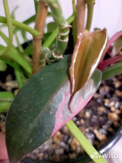 Филодендрон