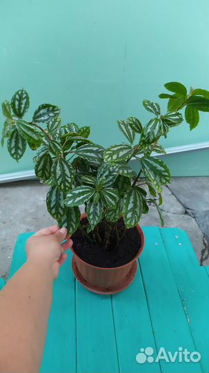 Пилея Кадье