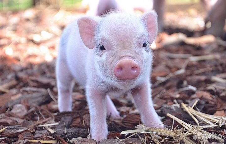 Разнорабочие на ферму Вахта Воронежская обл