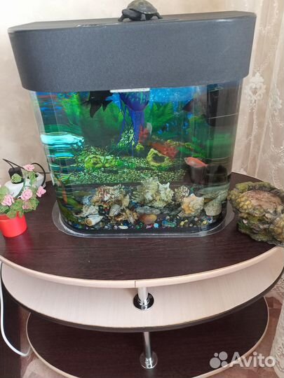 Домашний аквариум