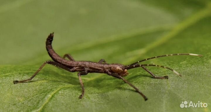 Кордильерские палочники