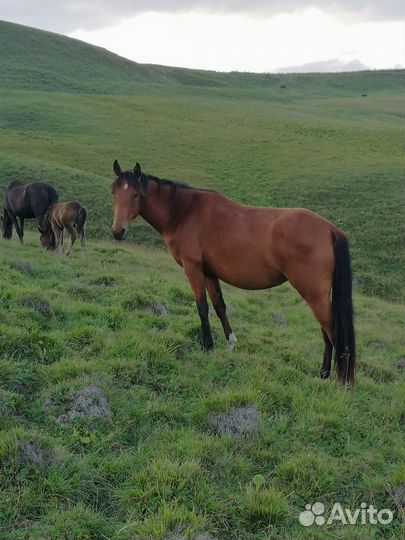 Лошадь кобыла