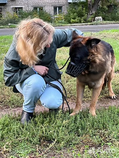 Выгул собак