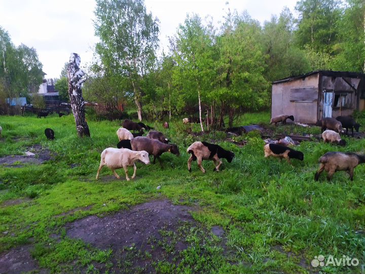 Овцы бараны ягнята