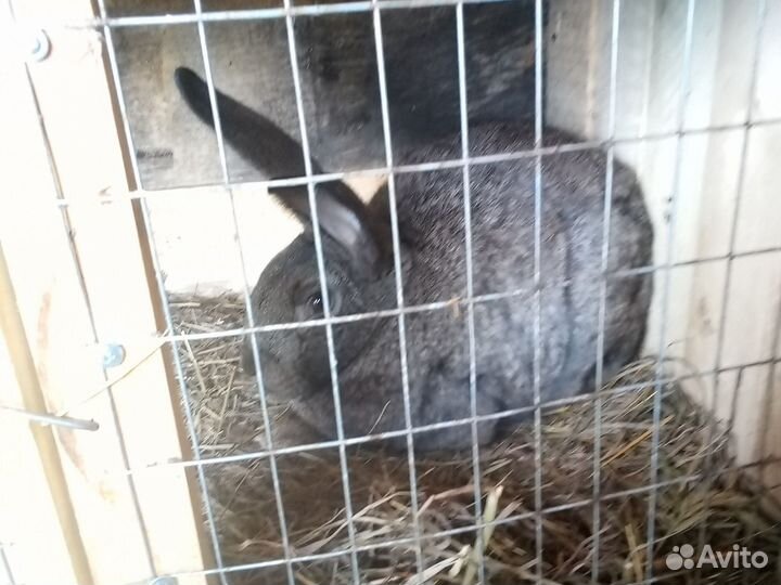 Кролики, яйца