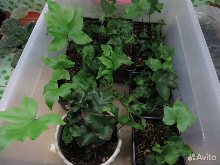 Папоротники, аспарагус, хлорофитум