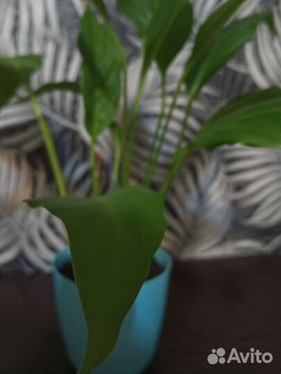 Спатифиллум