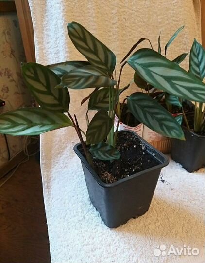 Маранта.Драцена,Карноза,восковый плющ