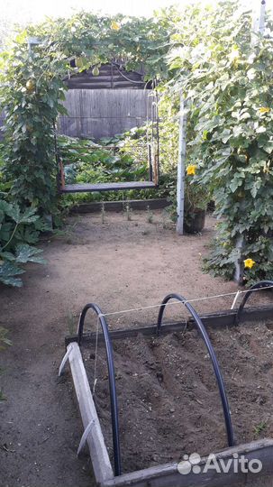 Семена декоративной груши лианы