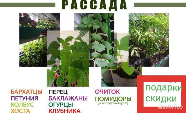 Рассада ассортимент