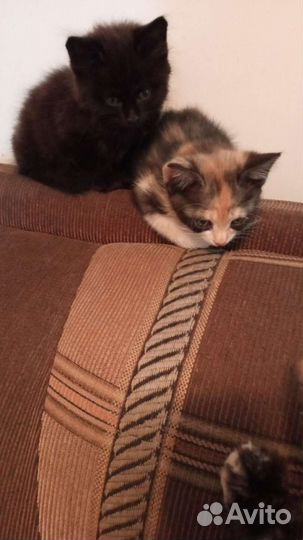 Котики в дар