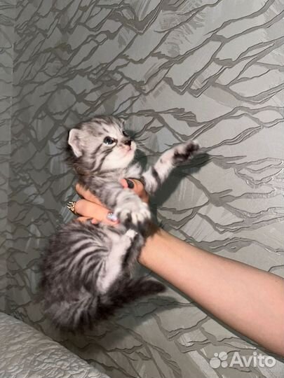 Шотландская