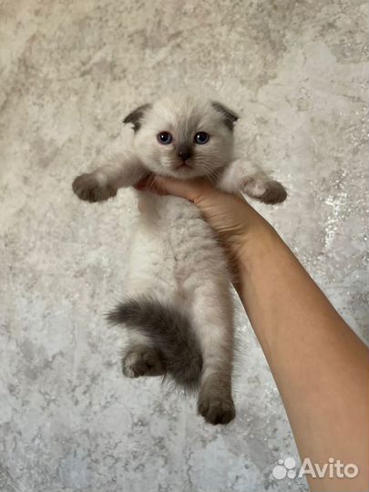 Шотландские котята