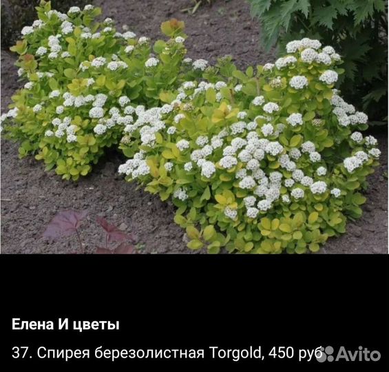 Кустарники для сада