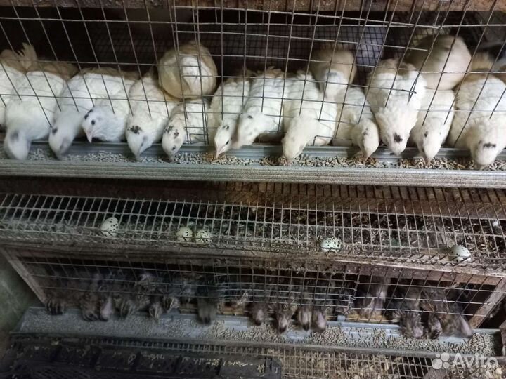 Перепела инкубационное яйцо,перепелята