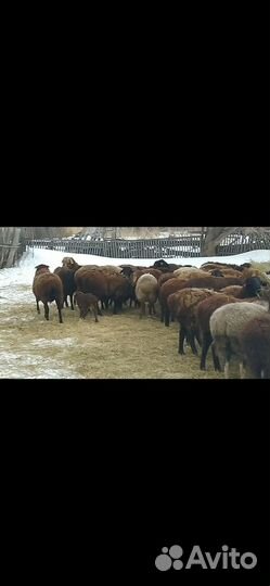 Курдючные бараны овцы