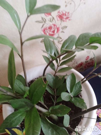 Замиокулькас