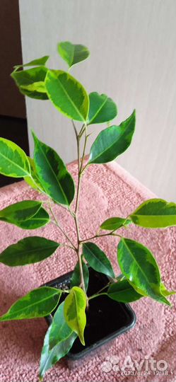 Фикус Бенджамина сорт Регидан