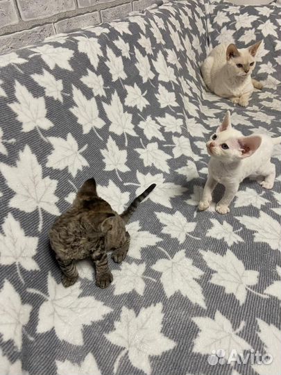 Котята