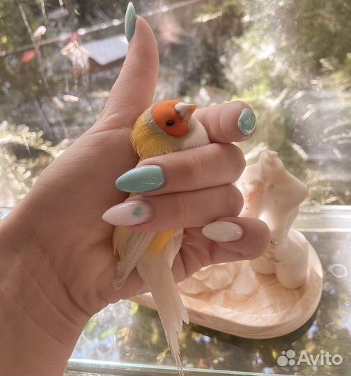 Амадины гульда