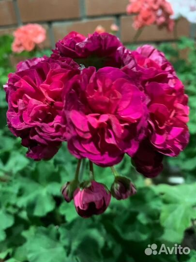 Пеларгония сортовая