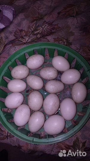 Утиные яйца