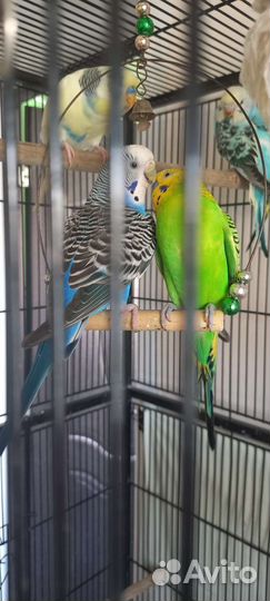 Волнистый попугай, малыши