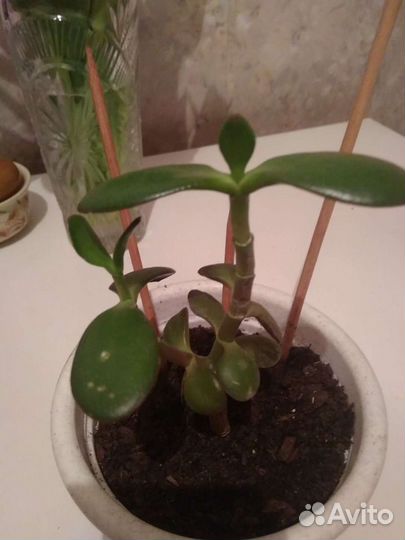 Кактус, денежное дерево