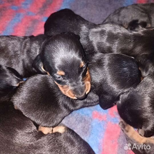 Карликовая такса щенки спб