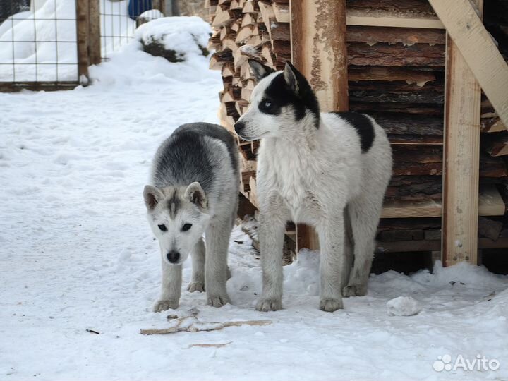 Метисы хаски