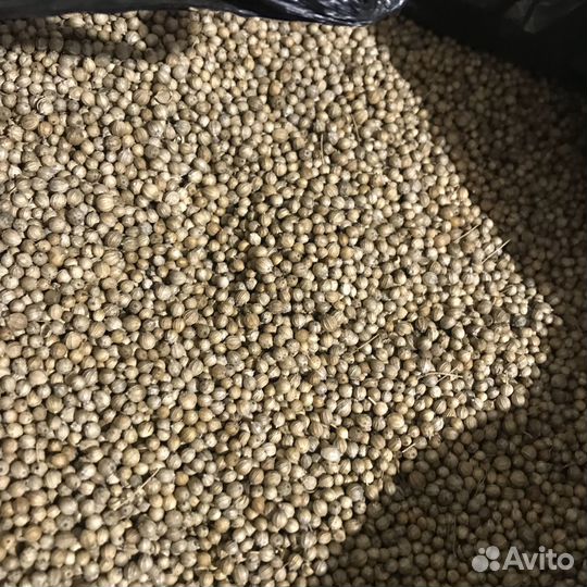 Семена кинзы