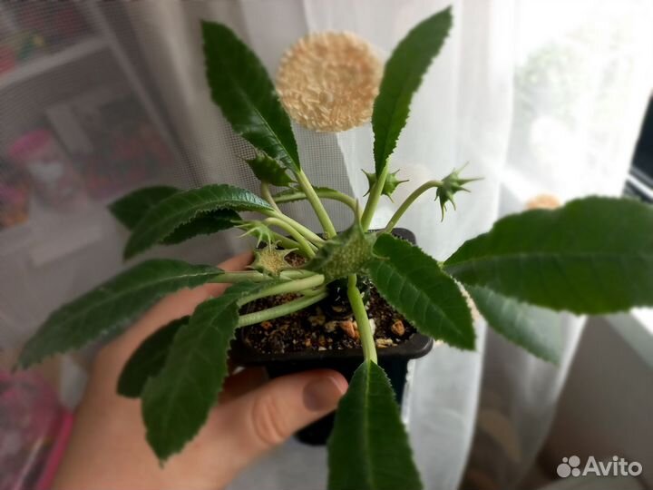 Дорстения Криспа семена