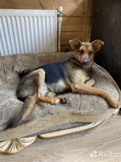 Собака в добрые руки