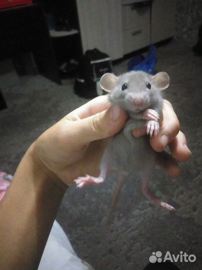 Редкие Крысы
