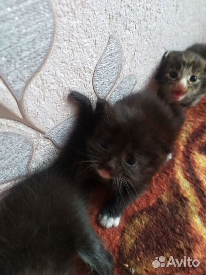 Отдам котят