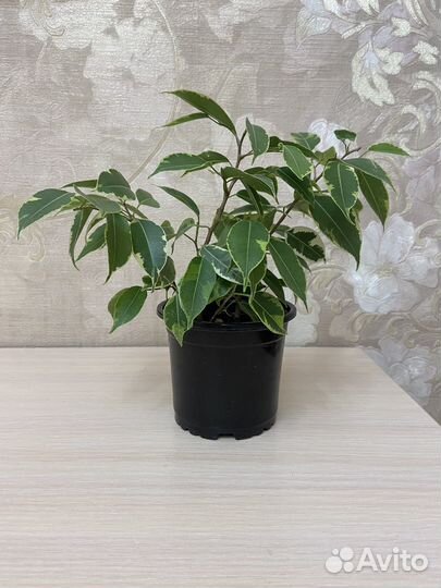 Фикус бенджамина