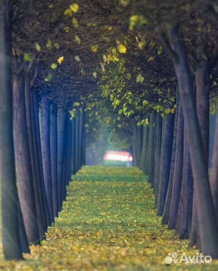 Объектив Sigma 150-500 f/5-6.3 Canon