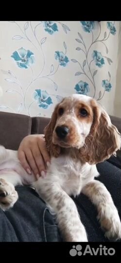 Собаки щенки спаниель