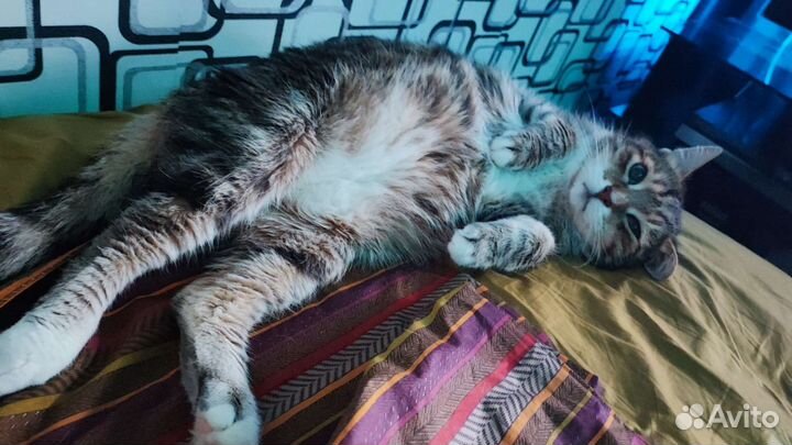 Кот в добрые руки