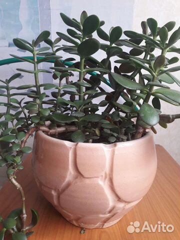 Денежное дерево