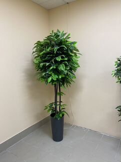 Цитрус Зеленый шар искус - растение для дома