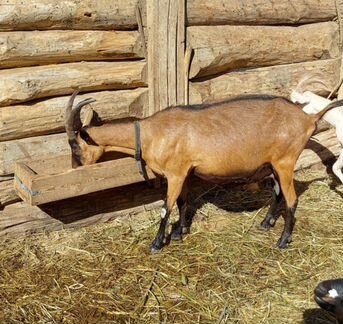 Чп дойная альпийская коза и камерунские козы - фотография № 2