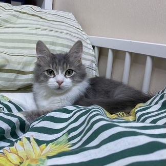 Котёнок Шампик, 4 месяца