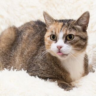 Трехцветная кошечка Сказка 1 годик в добрые руки